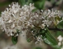 Ceanothus fendleri image