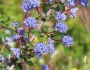 Ceanothus foliosus image