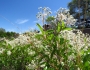 Ceanothus herbaceus image