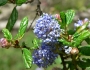 Ceanothus impressus image