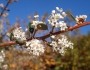 Ceanothus megacarpus image
