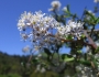 Ceanothus oliganthus image