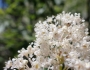 Ceanothus sanguineus image