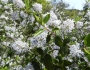 Ceanothus sorediatus image