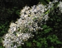 Ceanothus spinosus image