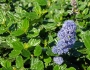 Ceanothus thyrsiflorus image