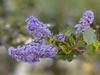 Ceanothus tomentosus image