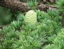 Cedrus deodara image