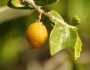 Celtis ehrenbergiana image