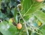 Celtis iguanaea image