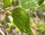 Celtis laevigata image