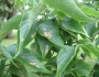 Celtis occidentalis image