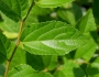 Celtis sinensis image