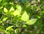 Celtis tenuifolia image