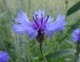 Centaurea cyanus image