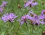 Centaurea jacea image