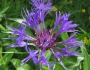 Centaurea montana image