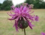 Centaurea scabiosa image