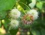 Cephalanthus occidentalis image