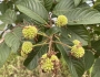 Cephalanthus tetrandra image