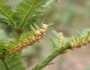 Cephalotaxus harringtonii image