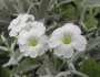 Cerastium tomentosum image