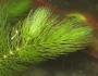 Ceratophyllum demersum image