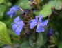 Ceratostigma plumbaginoides image