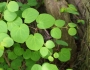 Cercidiphyllum japonicum image