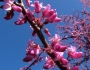 Cercis occidentalis image