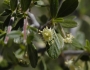 Cercocarpus breviflorus image