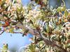 Cercocarpus ledifolius image