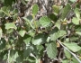 Cercocarpus montanus image