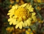 Chaenactis glabriuscula image