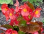 Chaenomeles japonica image
