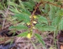 Chamaecrista nictitans image