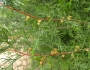Chamaecyparis thyoides image