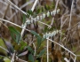 Chamaedaphne calyculata image