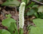 Chamaelirium luteum image