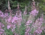 Chamerion angustifolium image