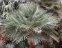 Chamaerops humilis image