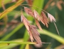 Chasmanthium latifolium image
