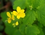 Chelidonium majus image