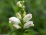 Chelone glabra image