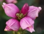 Chelone obliqua image