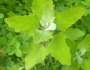 Chenopodium album image