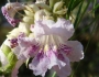 Chilopsis linearis image