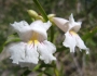 Chilopsis linearis subsp. arcuata image