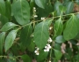 Chiococca alba image