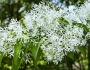 Chionanthus retusus image